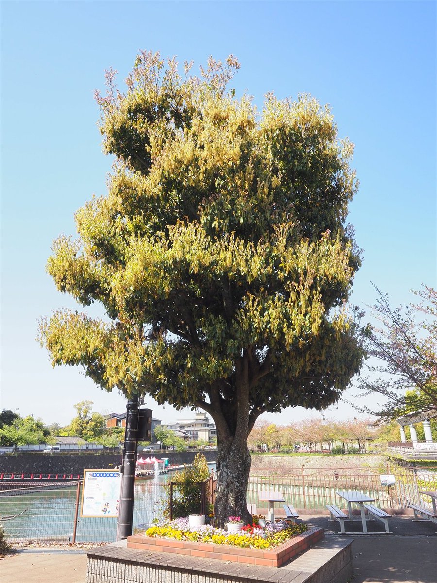 kyotoshidoubut1's tweet photo. ドングリの花、垂れ下がっているのは雄花で、アラカシは尾状花序、ウバメガシは穂状花序と呼ばれている。今度、雌花も見てみよう。

#京都市動物園 #kyotocityzoo #ドングリ #花 #雄花 #花序 #アラカシ #ウバメガシ #acorn #flower #maleflower #inflorescence #arakashi #ubamegashi https://t.co/soYcaTY4GA