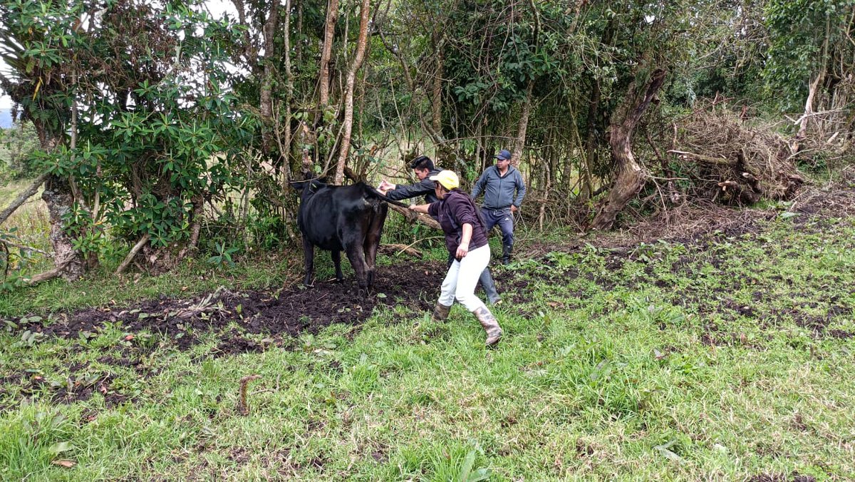 Agricultura_CZ1's tweet photo. #Carchi | Junto a técnicos de PIATER, brindamos asistencia técnica pecuaria en bovinos mediante la aplicación de antinflamatorios, vitaminas y chequeos ginecológicos, a productores de la Parroquial El Carmelo.
#TrabajamosPorElAgro🐮 https://t.co/AFwMPN6OlC