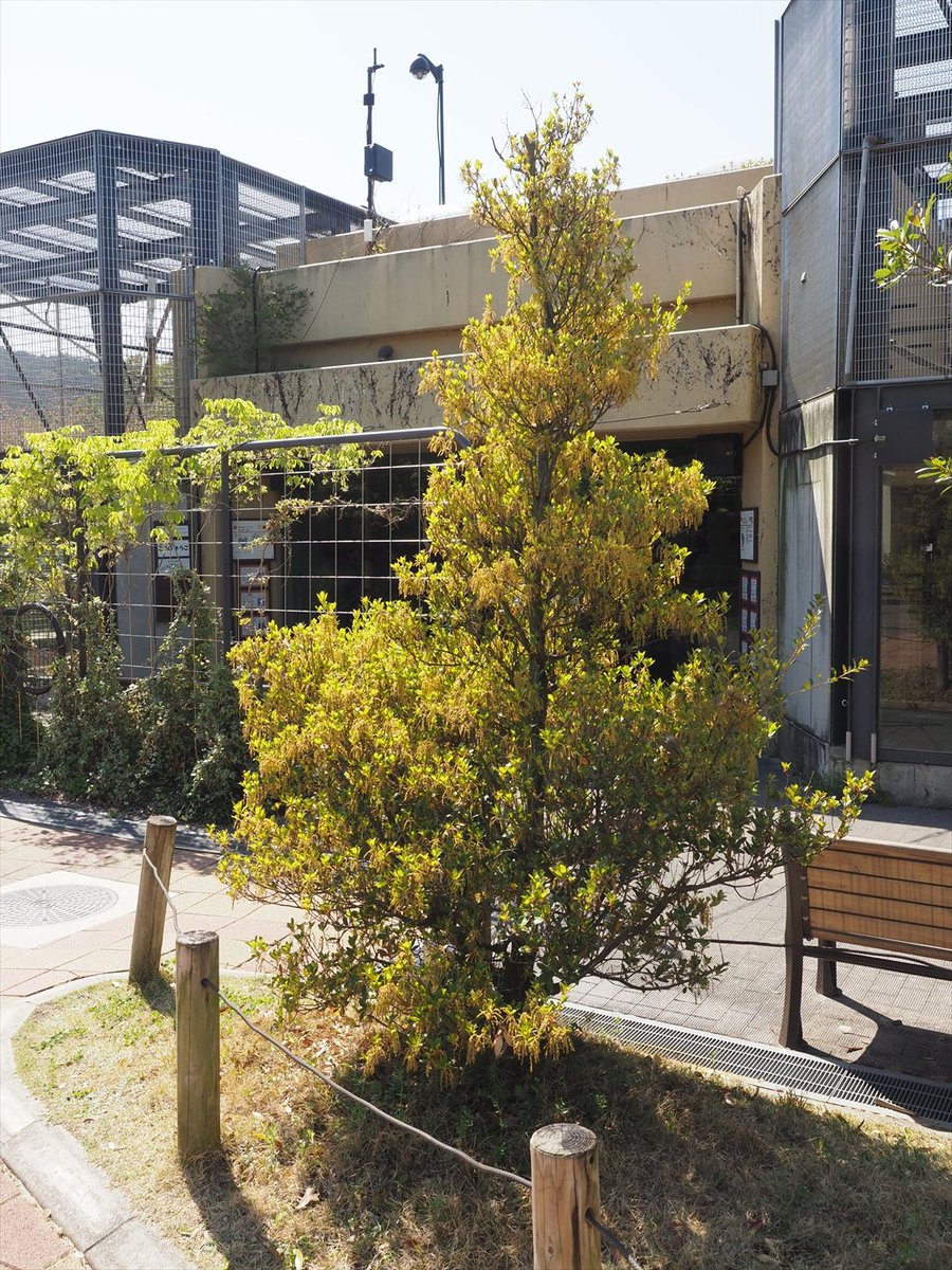 kyotoshidoubut1's tweet photo. ドングリの花、垂れ下がっているのは雄花で、アラカシは尾状花序、ウバメガシは穂状花序と呼ばれている。今度、雌花も見てみよう。

#京都市動物園 #kyotocityzoo #ドングリ #花 #雄花 #花序 #アラカシ #ウバメガシ #acorn #flower #maleflower #inflorescence #arakashi #ubamegashi https://t.co/soYcaTY4GA