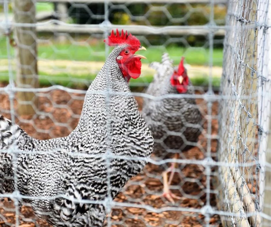 If you decide to keep free-range #chickens, you must accept that they are far more vulnerable to #predation. Check out this article if you want to know the best ways to keep your chicken away from the eyes of predators! unh.me/3n1AHSv
