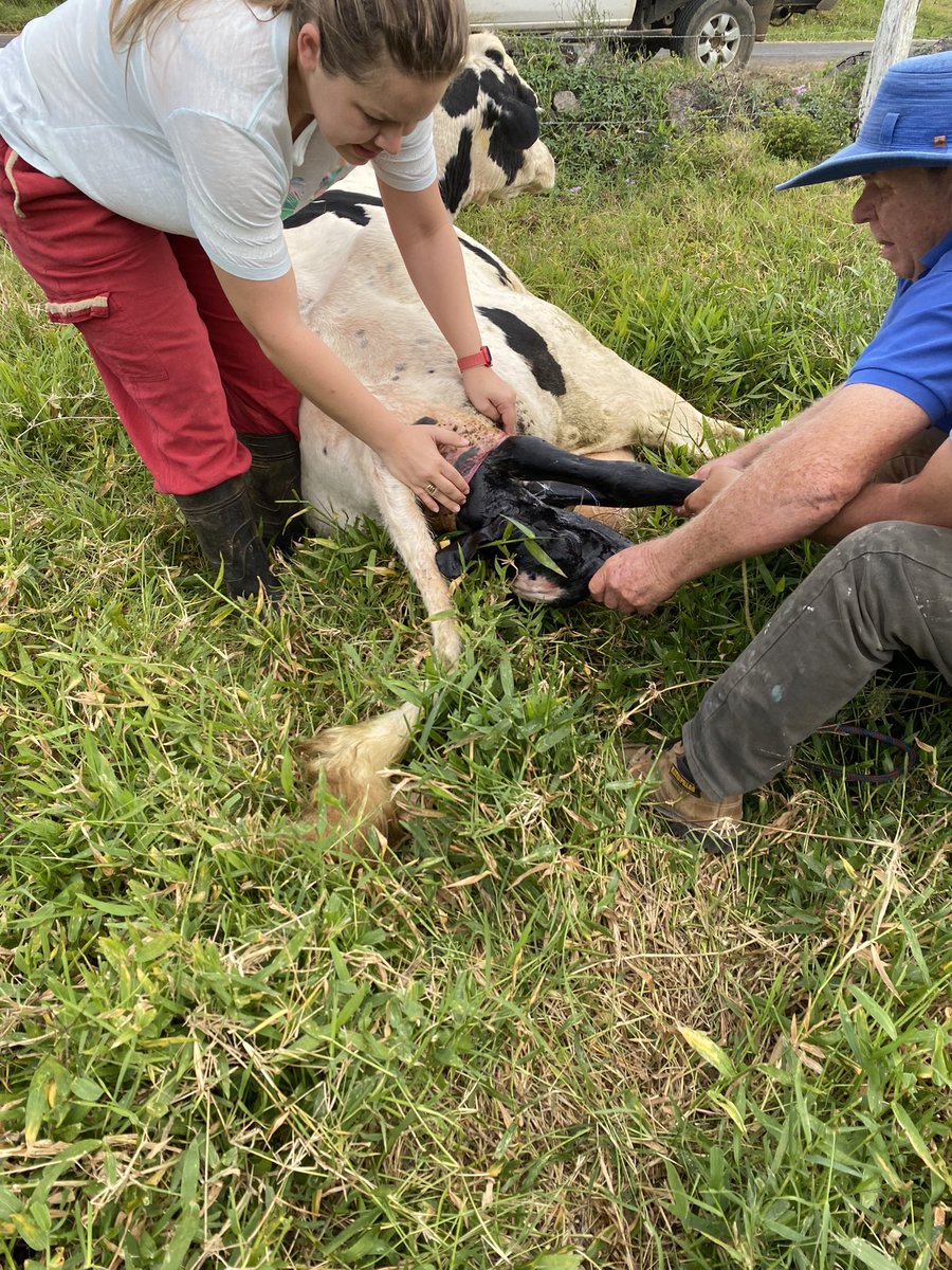 alpizardan's tweet photo. Les vengo a dejar un exitoso parto intervenido de una vaca, para que veámonos que esté mundo no es fácil https://t.co/3ta1fUhTY2