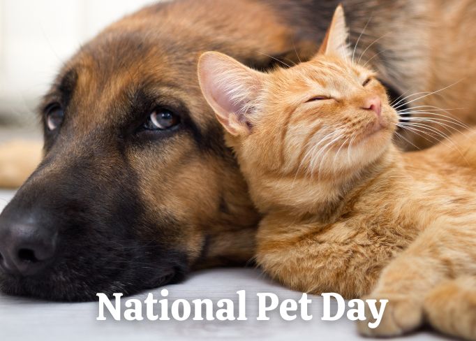DrFrankM's tweet photo. IT'S NATIONAL PET DAY 😄🥰🐱🐶🐟

Today we show some extra appreciation for our pets. Whether furry, feathered or scaly! 

#NationalPetDay #WeLoveOurPets #OurFamily #Dogs #Cats #Fish #Birds #WeLoveThem #MogaveroOrthodontics #DrFrankMogavero #inBrace https://t.co/0v21VM3mDP