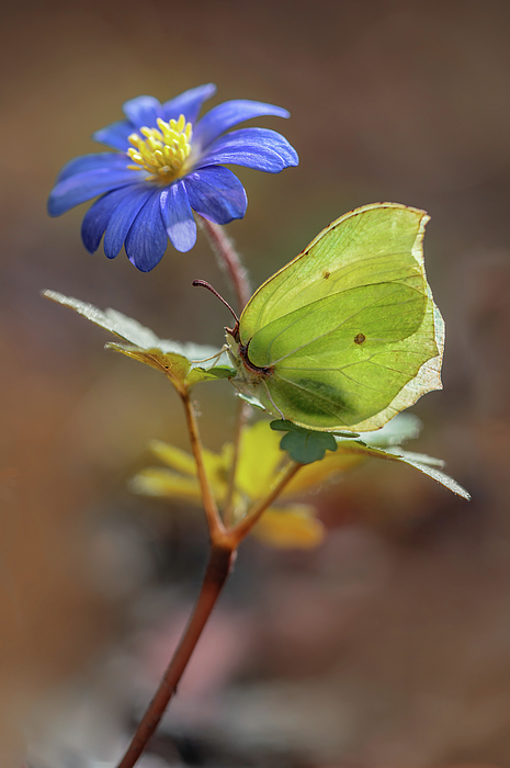 JarekBlaminsky's tweet photo. New artwork for sale! - "The First butterfly " - https://t.co/YHYnnoEfjX @fineartamerica https://t.co/yNPzgGQdxk