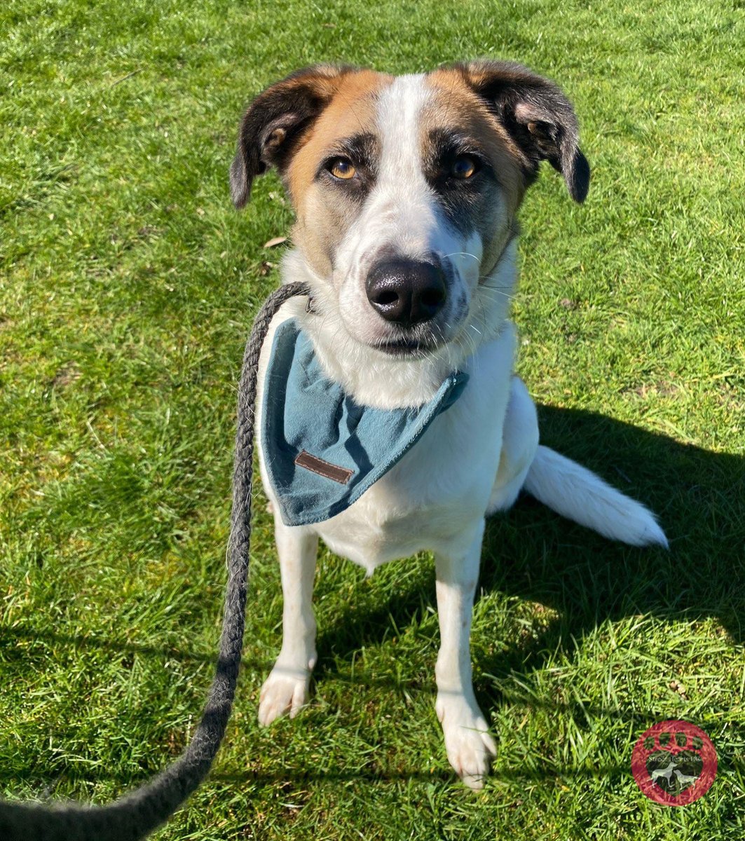StreetHeartsBG's tweet photo. "Have I done somethin' wrong? Why doesn't anyone wanna adopt me?"

Poor Fred. Won't somebody take a chance on him? He's already in England and has been searching for his #FureverHome since December 2022. We've absolutely no idea why he keeps being overlooked for adoption. After all, who could possibly resist that handsome face?

Fred is a well-behaved lad who has recently spent time chilling out in cafes with his foster pawrents (who say that he's "no bother at all!") He's sweet, cuddly, playful, and absolutely loves zooming around with his #dog friends! As Fred is already residing in the UK, meet-and-greet sessions can be arranged prior to adoption following a successful application and interview.

If you'd like to read more about Fred or submit an online Adoption Application Form, simply click the following link: https://t.co/5vtflhtxDn