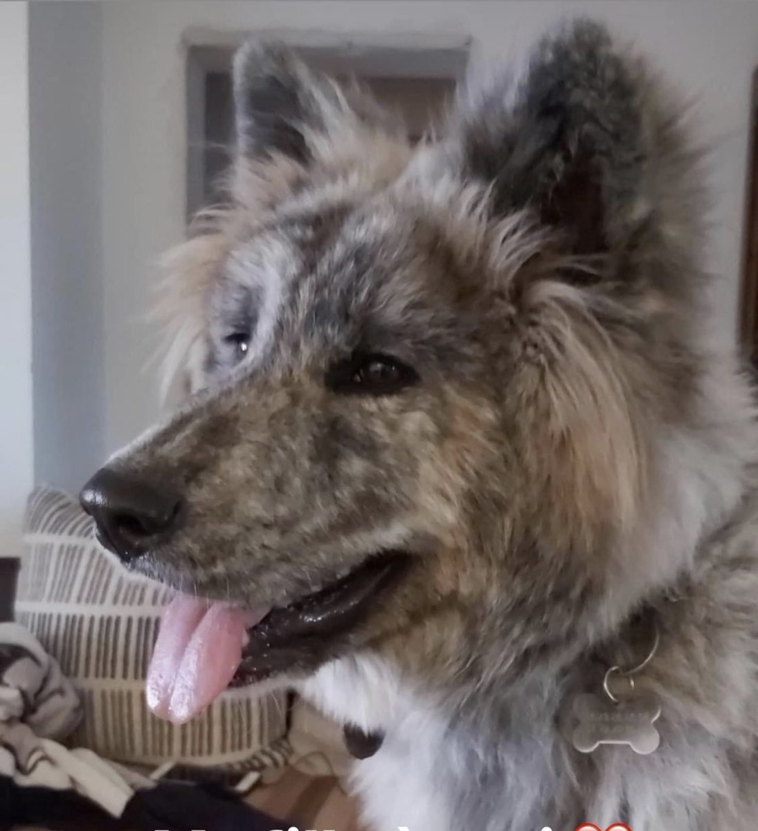 AudreyOM2609's tweet image. #NationalPetDay2023 ma beauté 🥰 #Piuma #akitainu