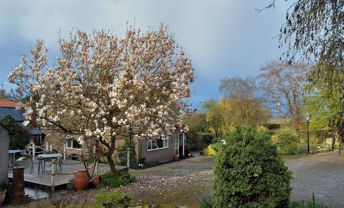 We get so cross with the wind for tossing the petals from our beautiful magnolia tree onto the ground.