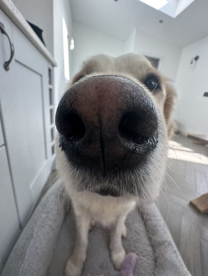 NestleUKI's tweet image. Happy National Pet Day from Murphy ❤️ #NationalPetDay #BoopTheSnoot #PetsAtWork