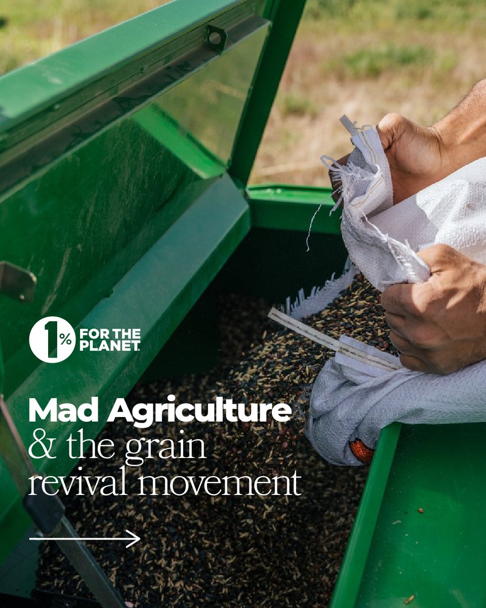 1% for the Planet (@1percentftp) on Twitter photo <a href="/OoniHQ/">Ooni</a> and <a href="/_MadAgriculture/">Mad Agriculture</a> are recovering heirloom plant varieties with regenerative agriculture models. Read the piece to learn more: hubs.ly/Q01KS6hd0
Photography by Sophia Piña-McMahon & <a href="/brenpdavis/">Brendan Davis</a> <a href="/OoniHQ/">Ooni</a> and <a href="/_MadAgriculture/">Mad Agriculture</a> are recovering heirloom plant varieties with regenerative agriculture models. Read the piece to learn more: hubs.ly/Q01KS6hd0
Photography by Sophia Piña-McMahon & <a href="/brenpdavis/">Brendan Davis</a>