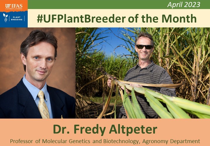UFPlantbreeding's tweet photo. Dr. Fredy Altpeter, molecular genetics and biotechnology professor @UFIFASAgronomy, is our April 2023 plant breeder of the month! Dr. Altpeter develops and deploys biotech approaches for the improvement of sugarcane, turf, forage and bioenergy grasses. 1/8 https://t.co/R1UP4mNtl2