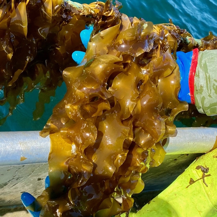 Did you miss EAC's Shannon Arnold and shellfish farmer Peter Darnell, our Kelp Kurious project partner, on @CBC Regeneration special on Friday? You can still catch it at cbc.ca/listen/live-ra… #kelpkurious