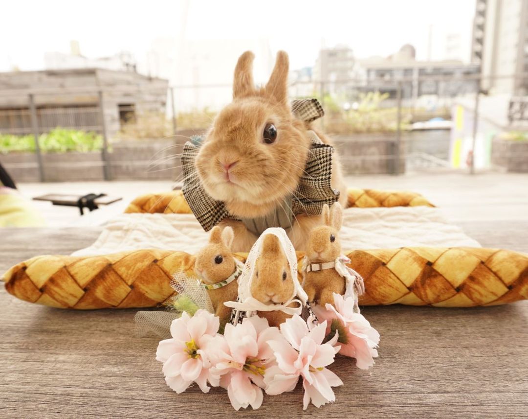 rabbit lover (@rabbitloverscom) on Twitter photo 