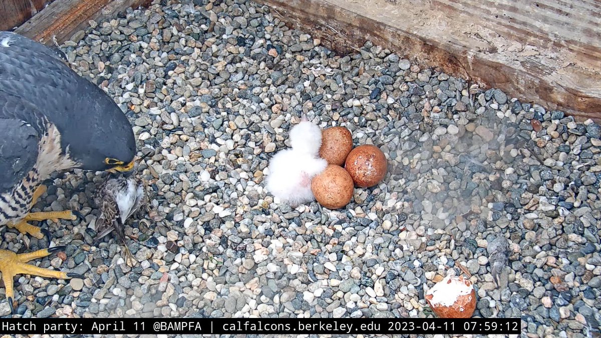 CalFalconCam tweet media