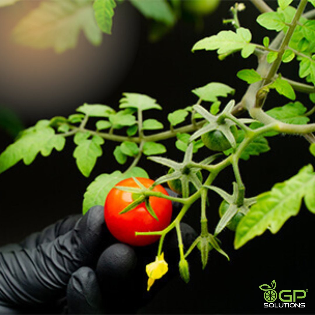 GrowPodSolution's tweet photo. Fresh cherry tomato growth. 🍅

You can grow multiple different produce types in one pod, which allows you to utilize your space to suit your exact needs.
.
.
.
#indoorfarming #farmgoals #farm #sustainablefarm #indoorgreenhouse #verticalfarming #verticalfarm #businessinabox https://t.co/lwkKt6HLBS