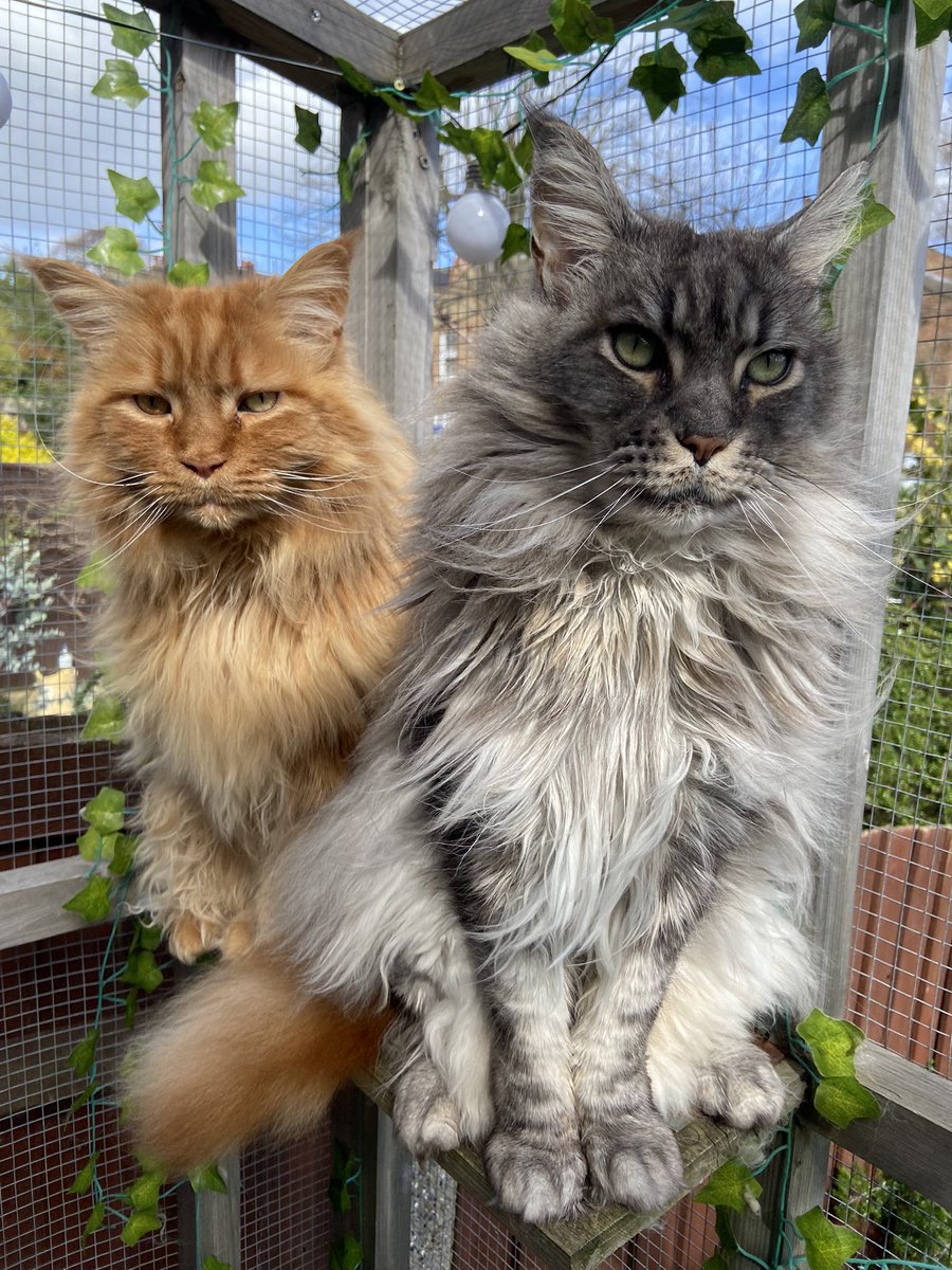 It’s #NationalPetDay2023 so I present Obi &amp; Frank, our Maine Coons.