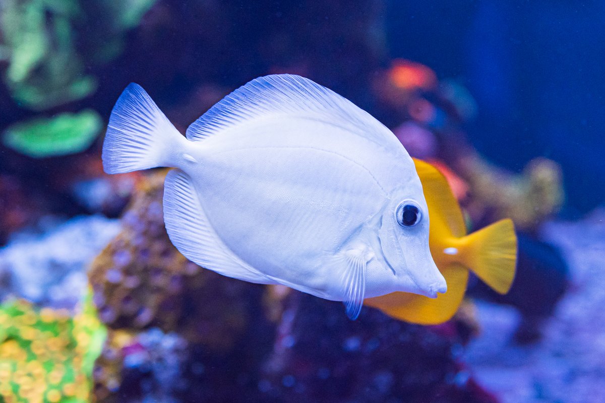 World Wide Corals tweet media