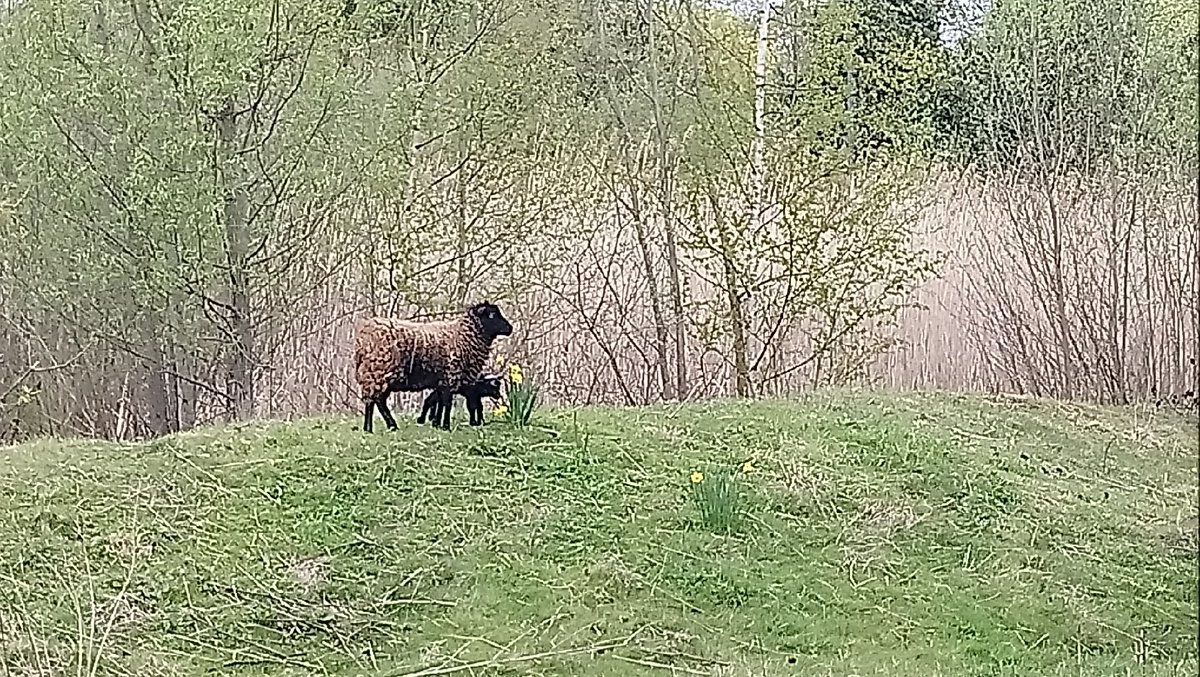 Maxtreiber's tweet photo. @LyceeChamplain  souhaite la bienvenue au petit mouton né au lycée ! 🐑😁🎊🍀 @eddcreteil https://t.co/YGpyEn5CS3
