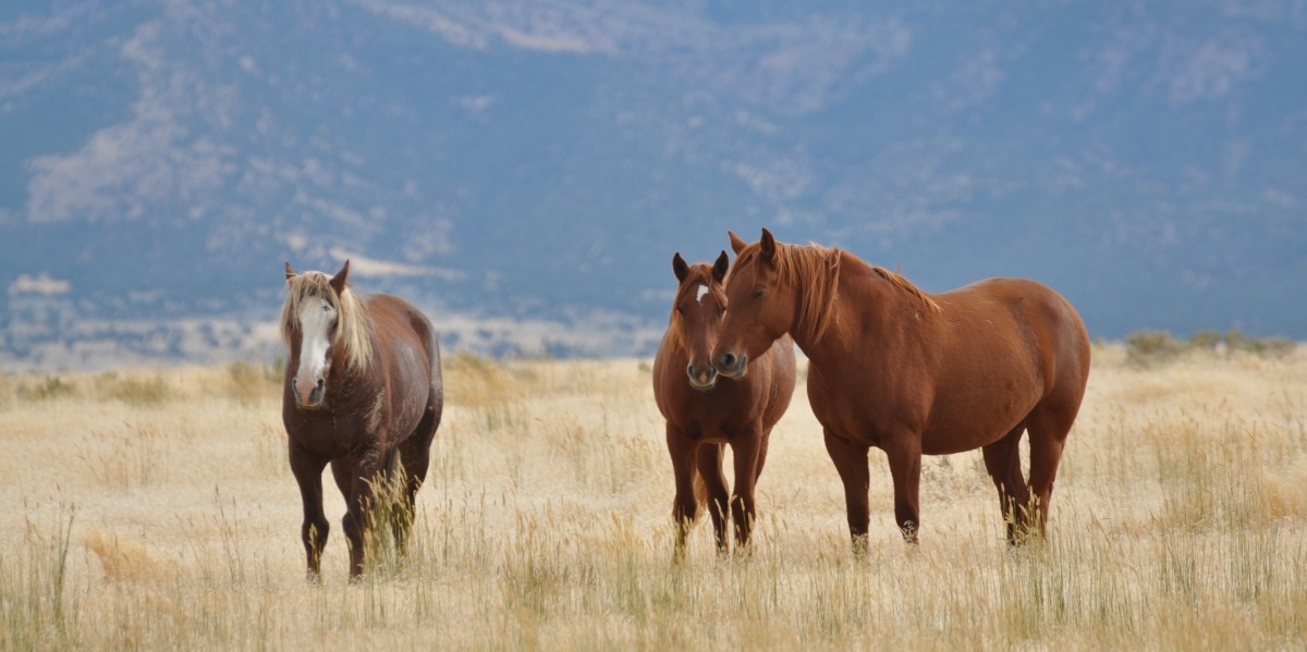 Today on <a href="/180099Native/">nativeamericacalling</a>, we dig into a new <a href="/ScienceMagazine/">Science Magazine</a> study which confirms tribal oral histories about when horses were domesticated in North America with Chance Ward from <a href="/CUBoulder/">CU Boulder 🦬</a> and Carlton Shield Chief Gover <a href="/paniarchaeology/">Carlton S.C. Gover</a> from <a href="/IUMuseumAA/">IU Museum of Archaeology and Anthropology</a>.

nativeamericacalling.com/tuesday-april-…