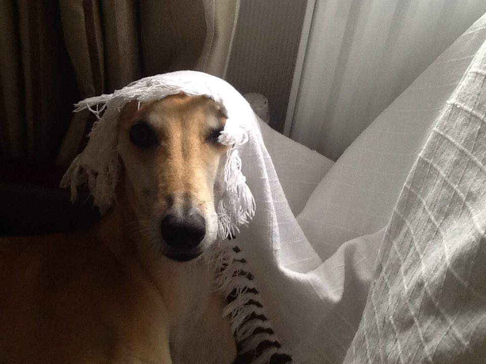 Lola, Dolly 🌈, and The Derpy Dog 🌈 tweet media