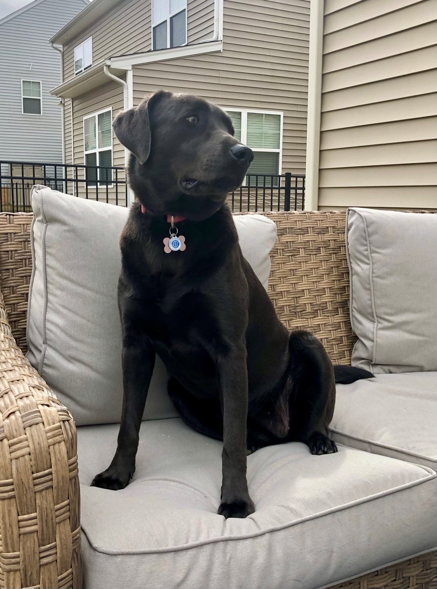 SizemoreGroupMS's tweet photo. Happy National Pet Day! Meet the Sizemore Group pets. Today we celebrate them, giving us unconditional love and companionship. Take a moment to appreciate your furry friends today! 

#NationalPetDay #MorganStanley https://t.co/FVNeCa5Ja7