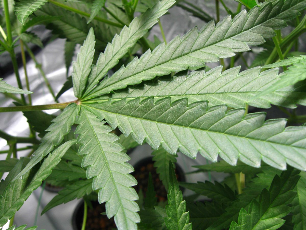 tomangell's tweet photo. BOOM: Maryland lawmakers passed a bill to prevent police from using the smell of marijuana as justification for searching people or vehicles.

https://t.co/P348vlMyu1 https://t.co/nqf1uQdh5w