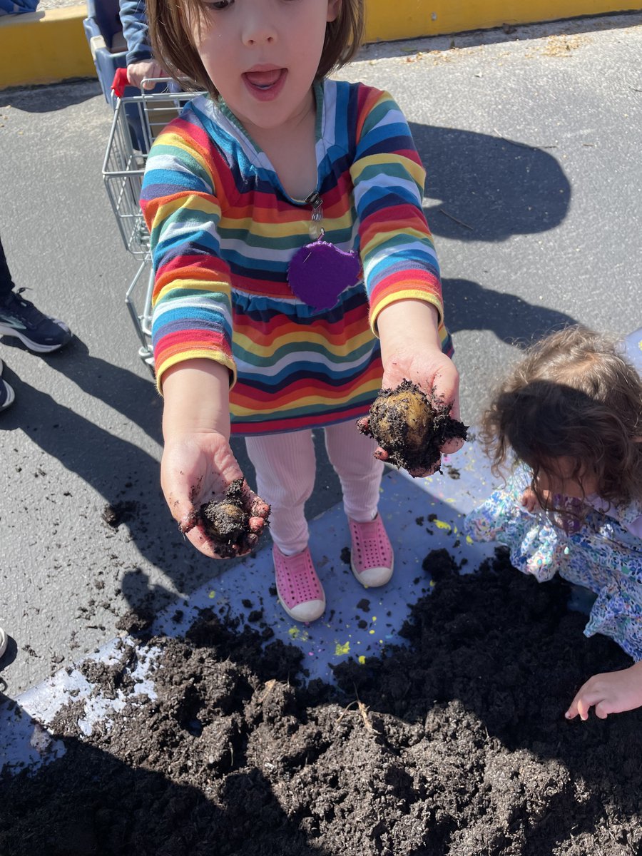 PreSchoolFamily's tweet photo. It was a "dirty-rific" good time as we harvested potatoes and found worms to explore. 

"Dirt Ate My Lunch" Banana Slug Band
"Wiggly Worms" Hey Mom!

#learningthroughplay 
#learningthroughnature
#sensoryplay https://t.co/W4aMybjXYY