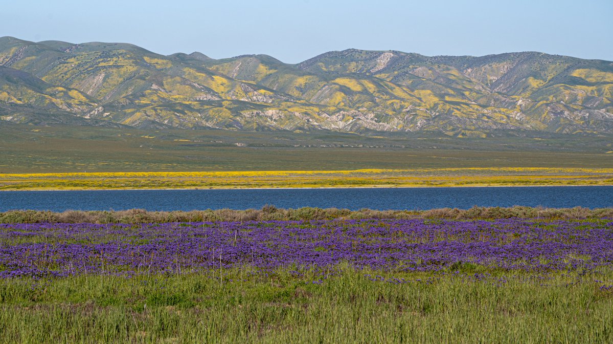 PGE_John's tweet photo. It was 84 degrees yesterday afternoon at the Carrizo Plain National Monument; you could imagine the green grassy plains, the purple and yellow wildflowers, the blue water of Soda Lake, and the rolling hills could resemble the colorful horizontal bars on someone's national flag. #CarrizoPlain #NationalMonument #FlagInspiration #CAwx #superbloom #wildflowers @VisitCA