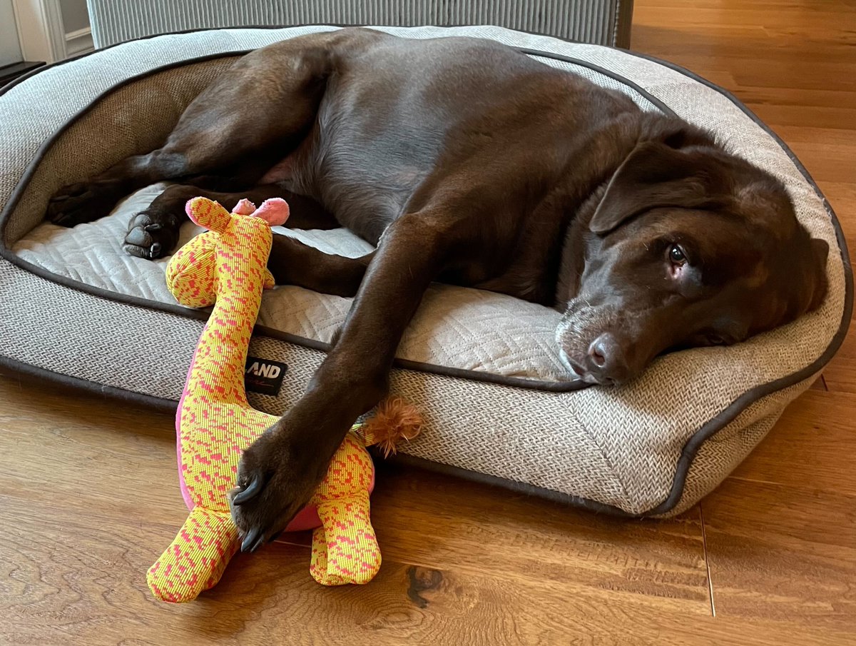 oxio_internet's tweet photo. National Pet Day: the one day a year where we admit that our pets run the show. But who can blame us? Here are some of oxio’s unofficial mascots. #oxio #nationalpetday https://t.co/ZCGwi1mAXY