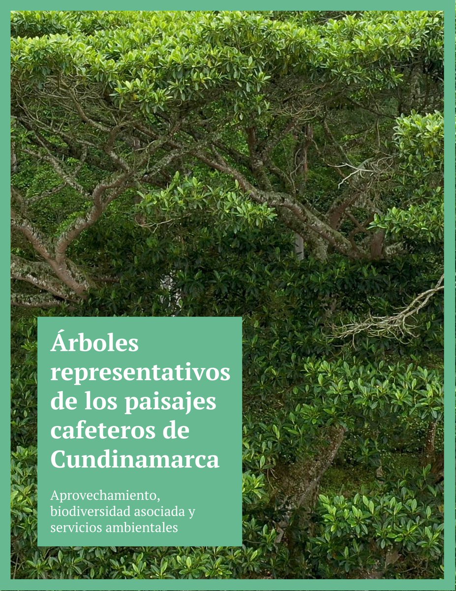 Tras ~3250 hrs de monitoreo de 210+ árboles de 32 especies, presentamos el catálogo "Árboles representativos de los paisajes cafeteros de Cundinamarca", elaborado junto a <a href="/SMBC/">Smithsonian Migratory Bird Center</a> y #Rizoma. El catálogo puede descargarse aquí 👇
rb.gy/cgvpc
#DrinkBirdFriendly