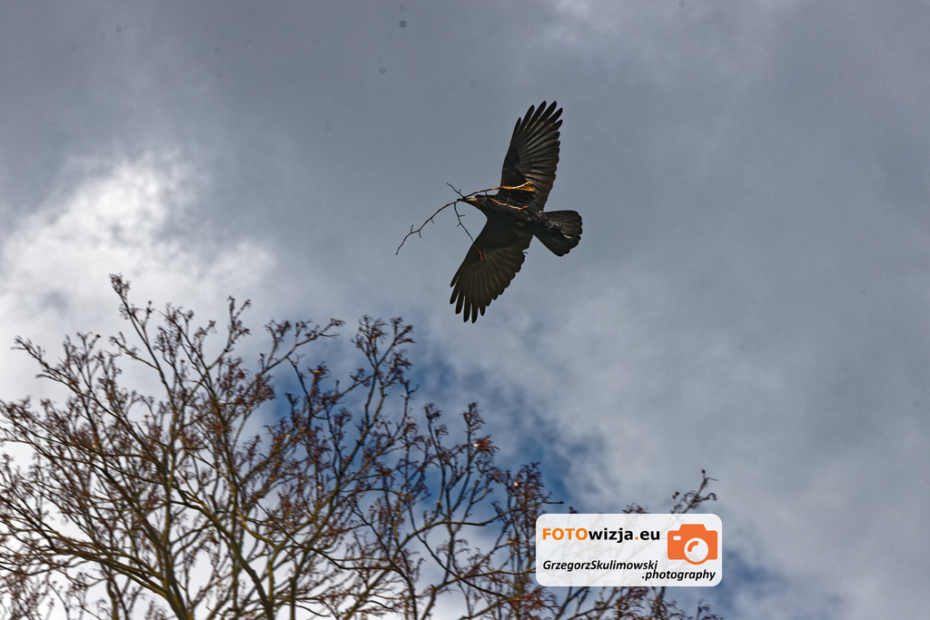 SGJPhotography's tweet photo. #bird #ptak #park https://t.co/7TKwng8FAq https://t.co/OHQwalBLde