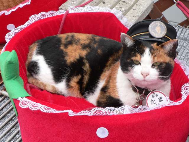 ParanormalHL's tweet photo. I'm legally required to include these pictures of Púca, Balor and some cats that we cover this week (Tama and Bakeneko). https://t.co/itDskWT2n7
