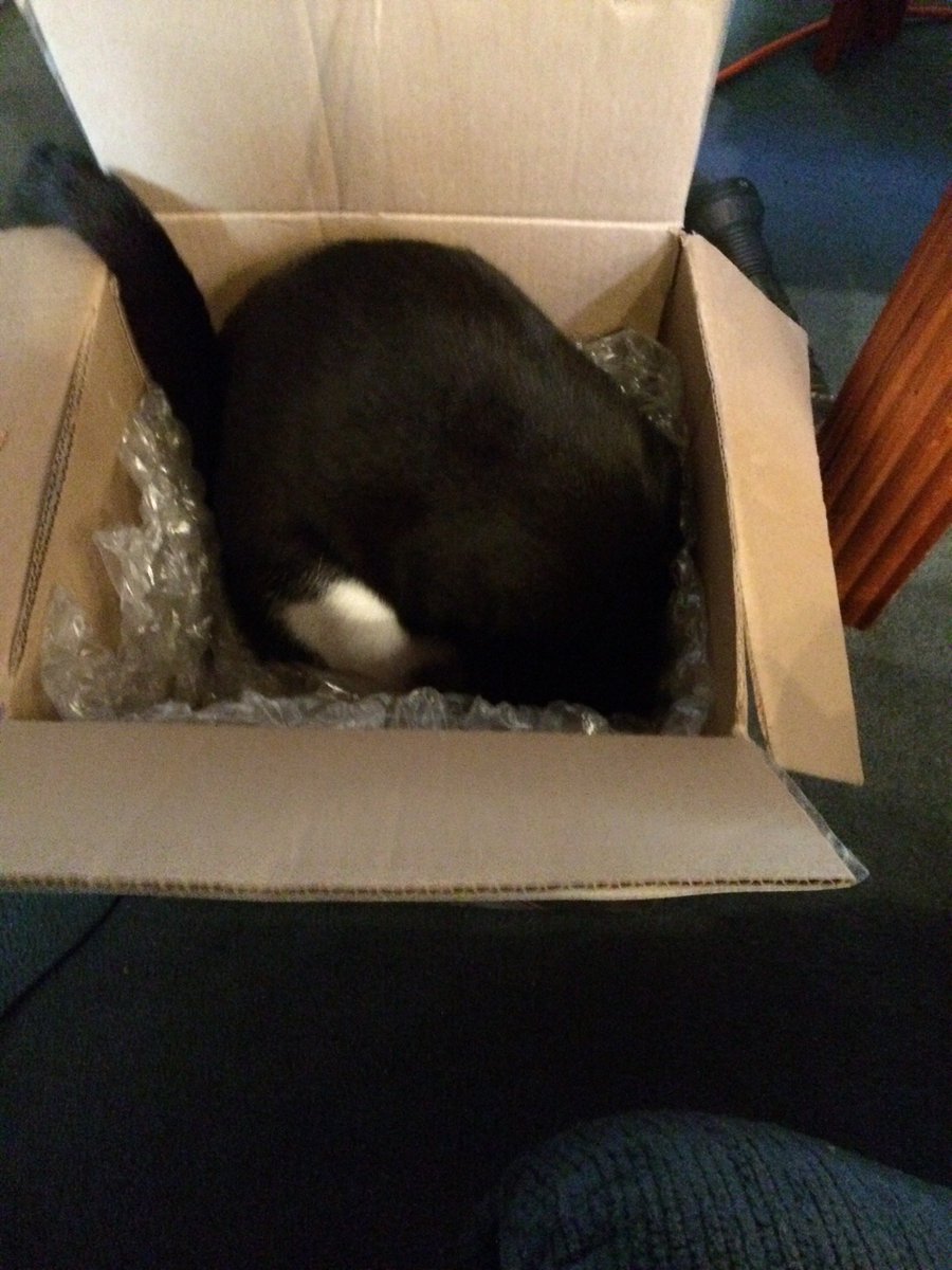 There HAS to be something in here for me - Malloy

#KittyTwitter