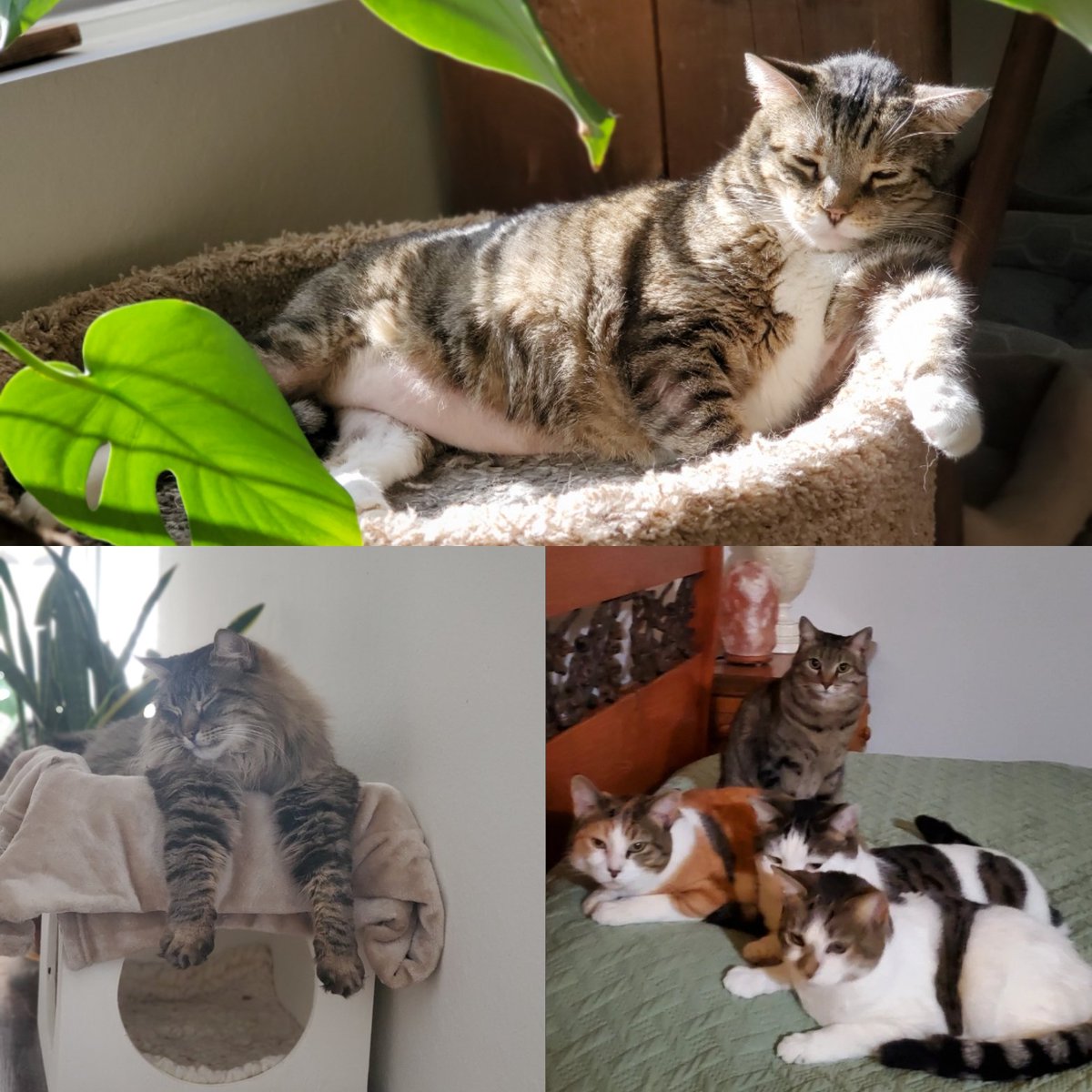Happy National Pet Day from a few of our favorite furry free loaders 🧡😻💛🐈🐾 #bestfreeloadersever #theyareallfavorites 💛 #theworldismyoyster #catseverywhere #freeloaders  #pieceofmyheart 
#adopt #rescue #foster #donate #educate #network #itsacatslife  #sheltercat #savealife