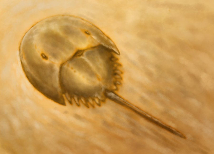 YakWadDinosao's tweet photo. SPEED PAINT PALEOART
Mesolimulus
#Horseshoecrab #Mesolimulus #PALEOART https://t.co/FxYEcTEuRw