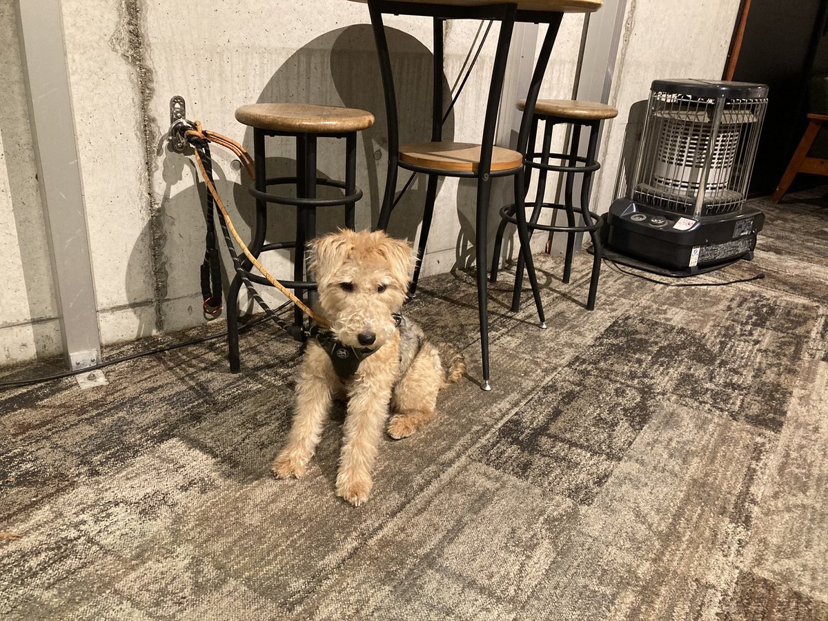 welshOKAN's tweet photo. 昨日は初の犬OKのレストランで一緒にゴハン🍽

吠えたりはしないけど、もう少し練習が必要かなぁ😅

#ウェルシュテリア
#お迎え206日目
#テリア好き #犬のいる暮らし #犬 #テリア #welshterrier https://t.co/Y7pf0UIxjH