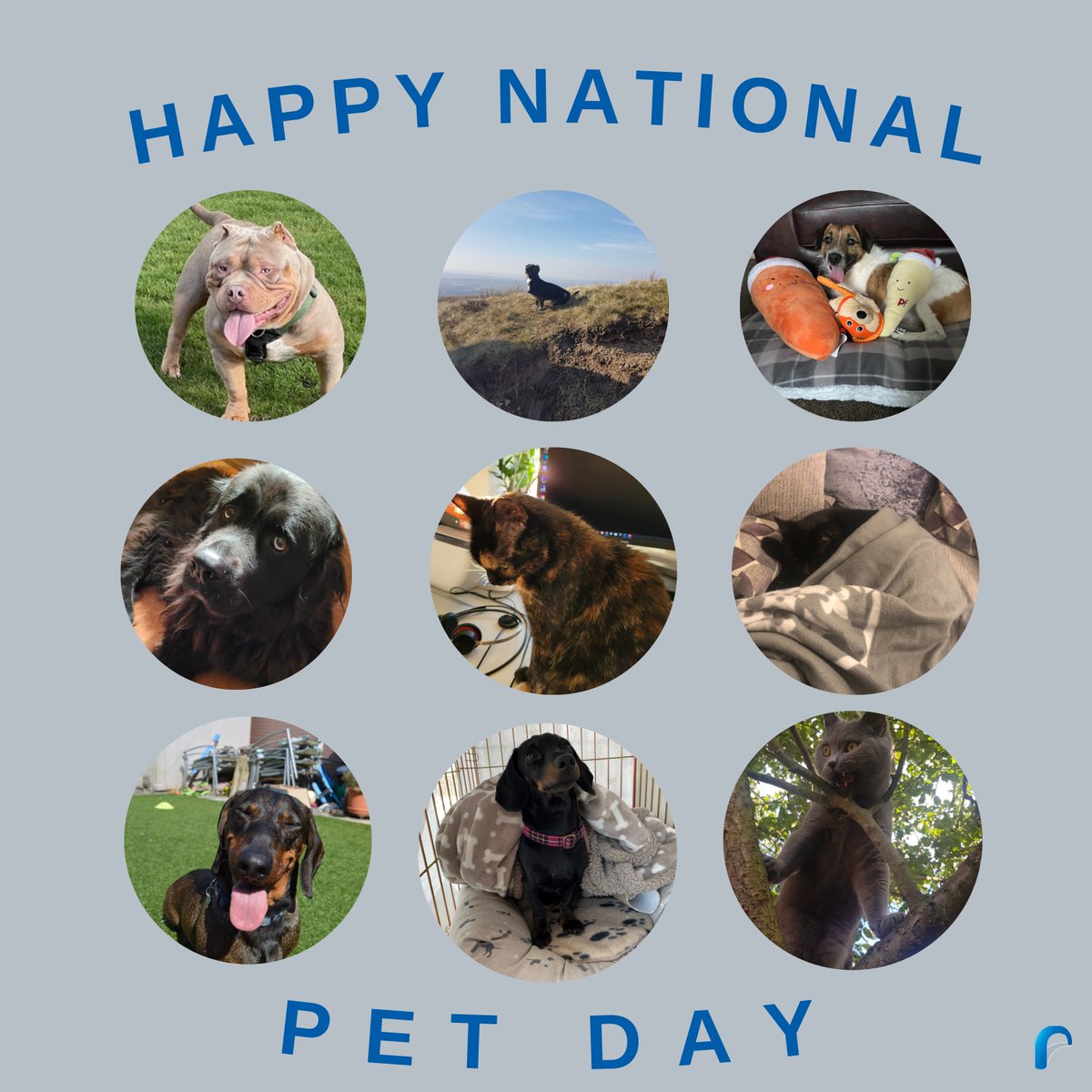 tattonrg's tweet photo. Happy #NationalPetDay to our RGF Staffing UK Pets ❤️ 

Did you know pets at work can:
🐶 Reduce stress
🐱 Encourage lunch breaks away from the desk
🐇 Promote team bonding 
🐢 Increase morale 
🐟 Make you a more appealing place to work

#Recruitment #workplacebenefits #officepets https://t.co/Gb50vwFprF