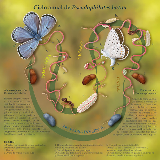 ICAcademia's tweet photo. Proyecto #cursoillustraciencia Cecilia Montiel - Pseudophilotes baton - Ilustra Digital https://t.co/H3HuhHFmsq #ilustracioncientifica https://t.co/6Vktcp6ron