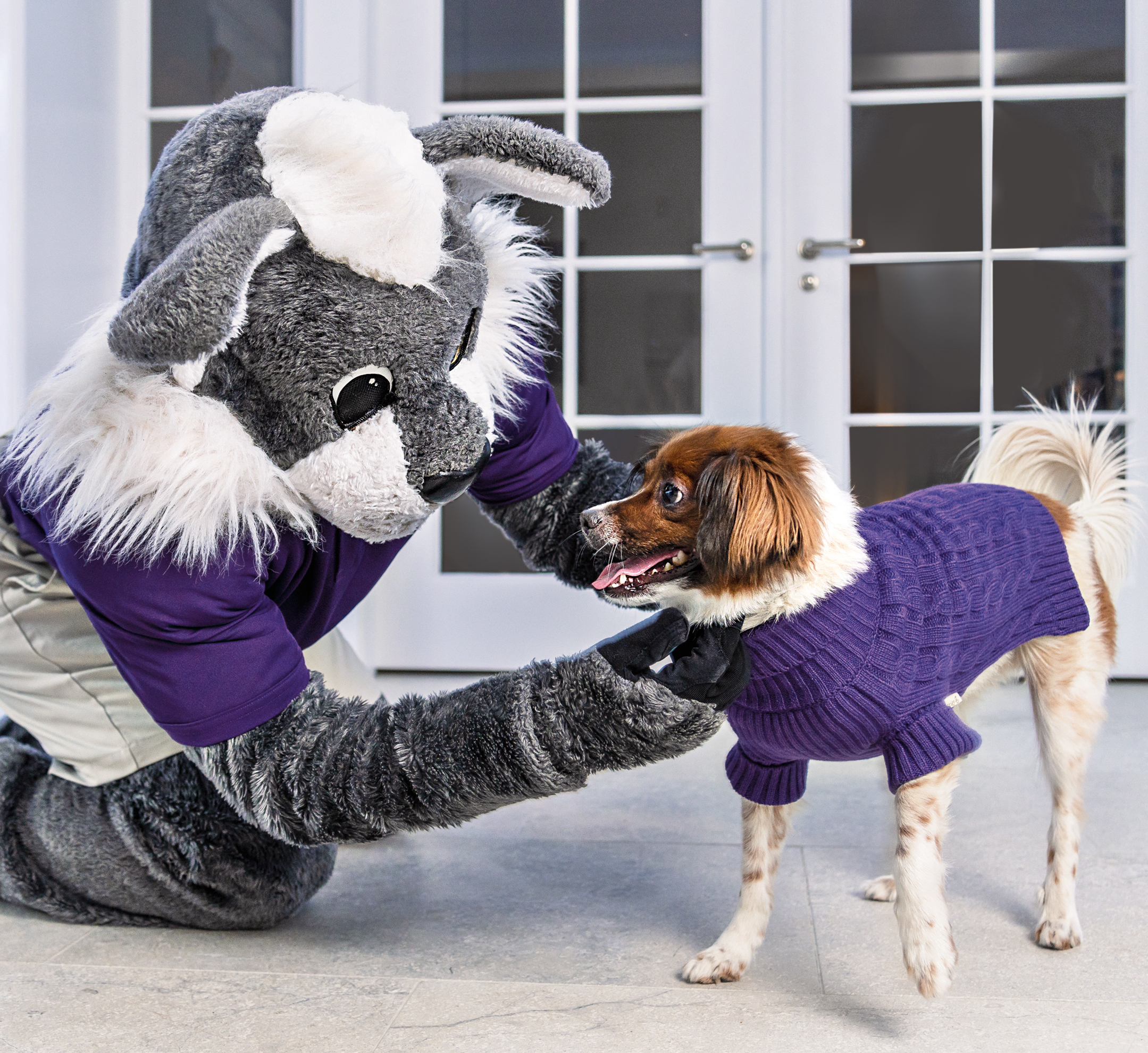 Northwestern hotsell dog sweater