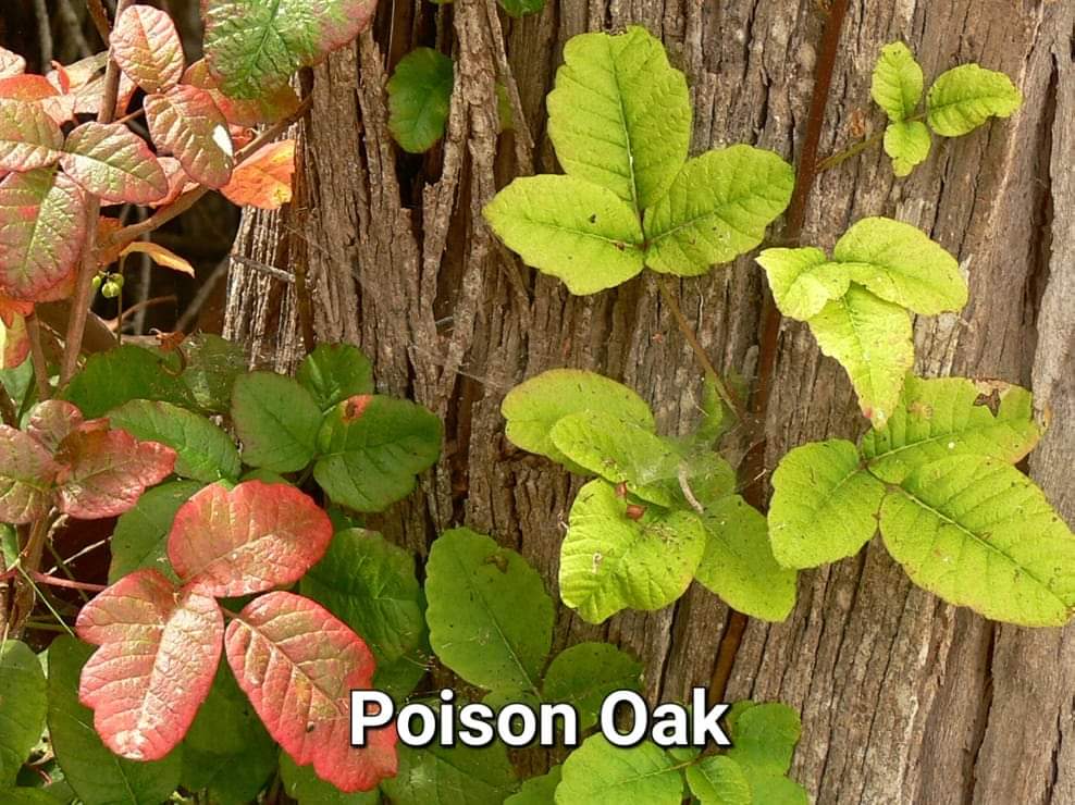 'Leaves of three, leave it be.' #poisonOak