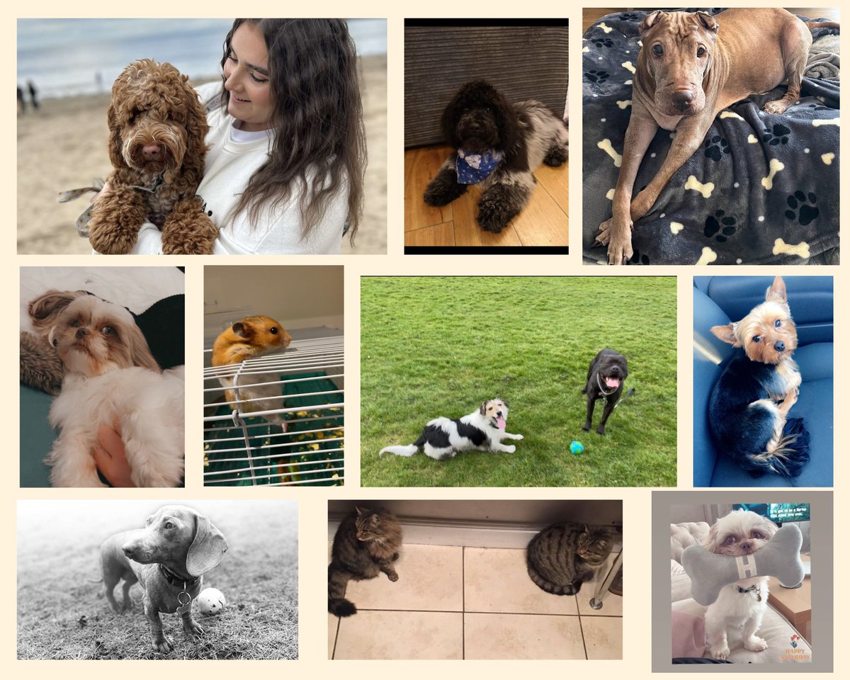acumen_care1's tweet photo. Happy National Pet Day!!

From our pets to yours 🐶🐱🐾
#nationalpetday https://t.co/3SX0RJGF3b
