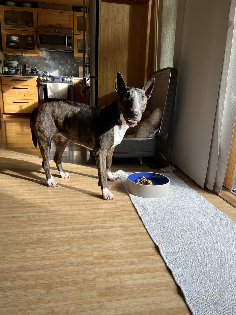 AristotleWolfe's tweet photo. I according to my Roomba spam, today is National Pet Day… Didn’t know that was a thing, but - as a dutiful pet person and consumerist patsy- I fed the dog and bought a new mop pad for the bits she habitually leaves on the floor. Happy #nationalpetday https://t.co/TmKB5kV994