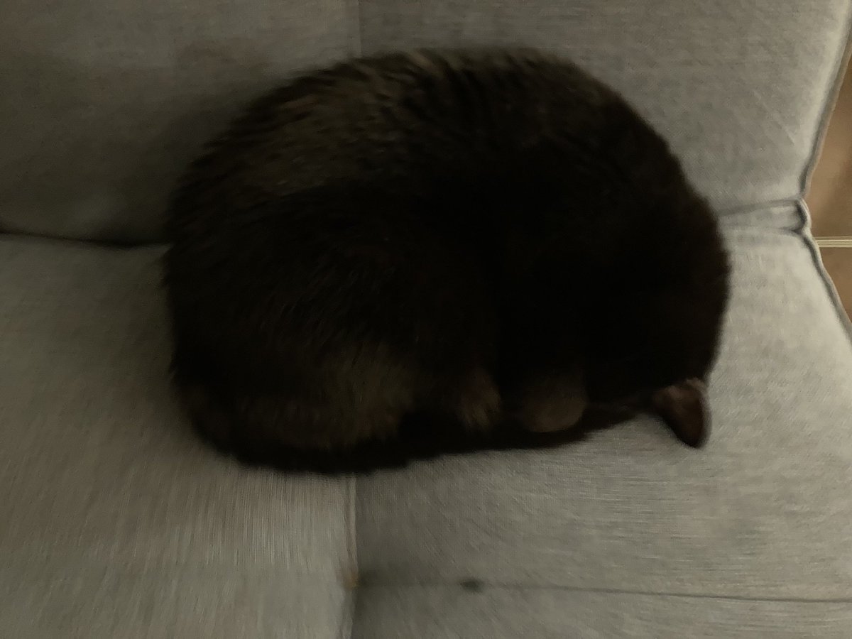 GraphicalBear's tweet image. pondering this orb ⚫️