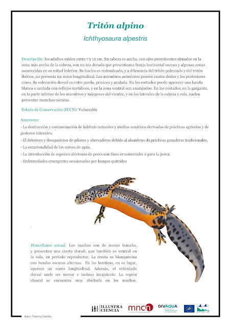 ICAcademia's tweet photo. Proyecto #cursoillustraciencia Paloma Castillo - Ficha Infográfica Tritón Alpino - Ilustrando La Ciencia https://t.co/dXBFsxGm4E #ilustracioncientifica https://t.co/4VpmRp3S3v