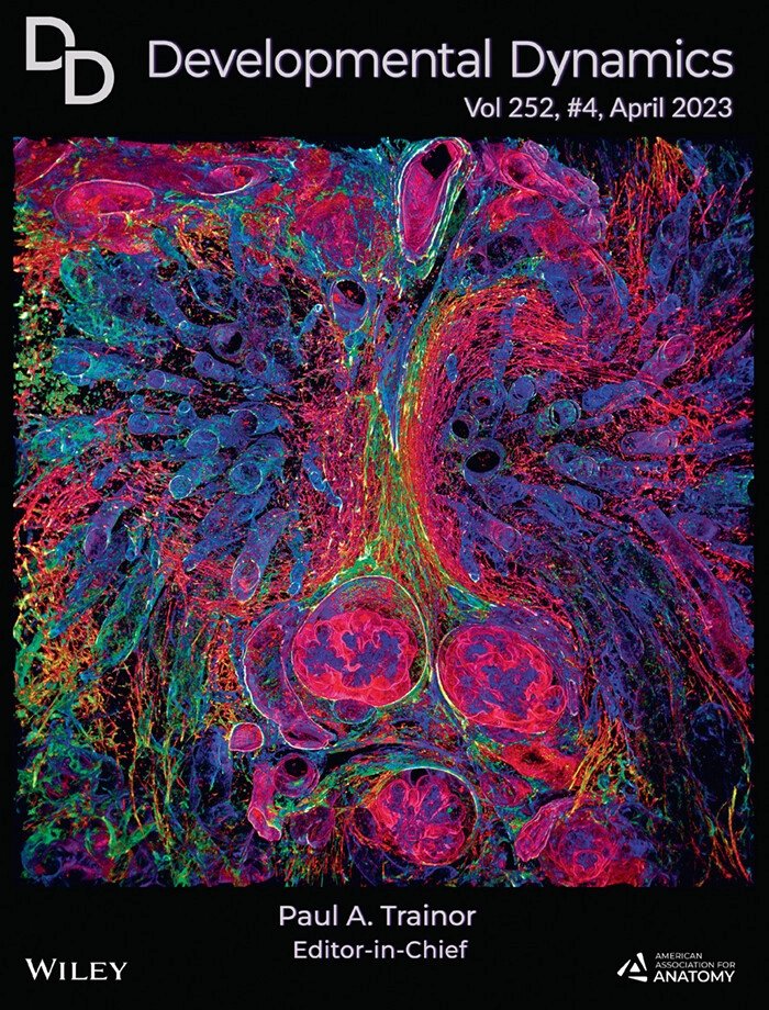 DevelopmentalDynamic (@developmentaldy) on Twitter photo The Art of Science - Cover of Developmental Dynamics
A stunning image of #medullary ray sheath fibers surrounding tubular elements and #glomeruli in a developing #kidney. With thanks to Sarah Lipp, Kathryn Jacobson, Andrew Schwaderer, David S. Hains and Sarah Calve <a href="/CalveLab/">Sarah Calve</a> The Art of Science - Cover of Developmental Dynamics
A stunning image of #medullary ray sheath fibers surrounding tubular elements and #glomeruli in a developing #kidney. With thanks to Sarah Lipp, Kathryn Jacobson, Andrew Schwaderer, David S. Hains and Sarah Calve <a href="/CalveLab/">Sarah Calve</a>