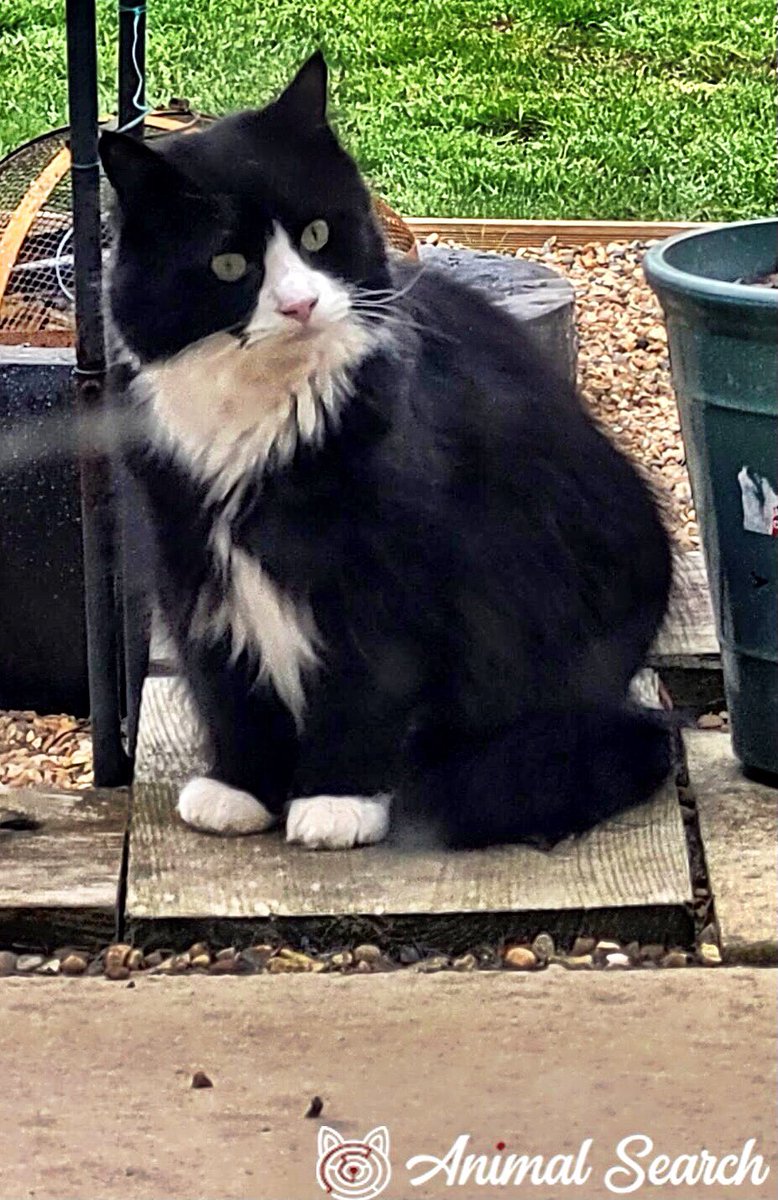 #MISSING Mega handsome, long-haired tuxie LENNIE, who has a noticeable head-tilt, in St. Audrey Avenue, Bexleyheath, Kent DA7 5D‼️
DETAILS &gt; animalsearchuk.co.uk/ALP302660
#cats #LOST #FindLennie 
PLEASE SHARE/RT✔️