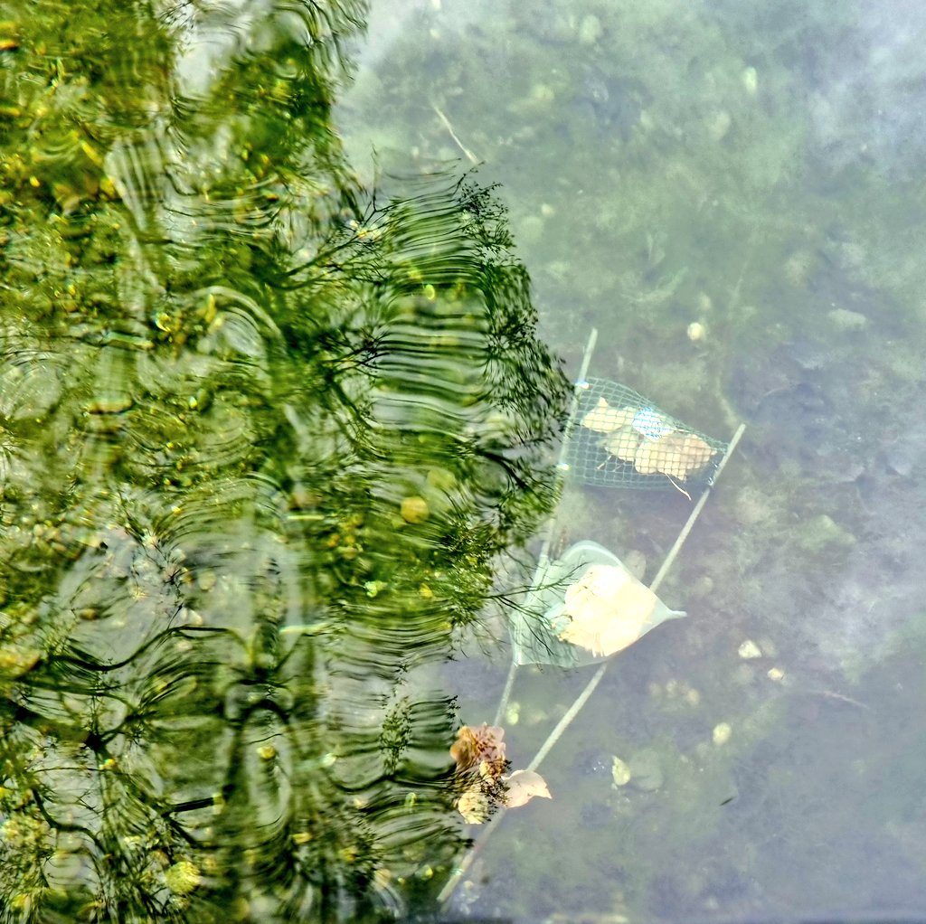 The decomposition experiment of this year is ready to go at our gravelpit lakes!  #solake #eclipse #fieldwork #freshwaterecology