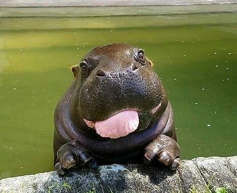 dyna gatinha em apuros (@noohijy) on Twitter photo 