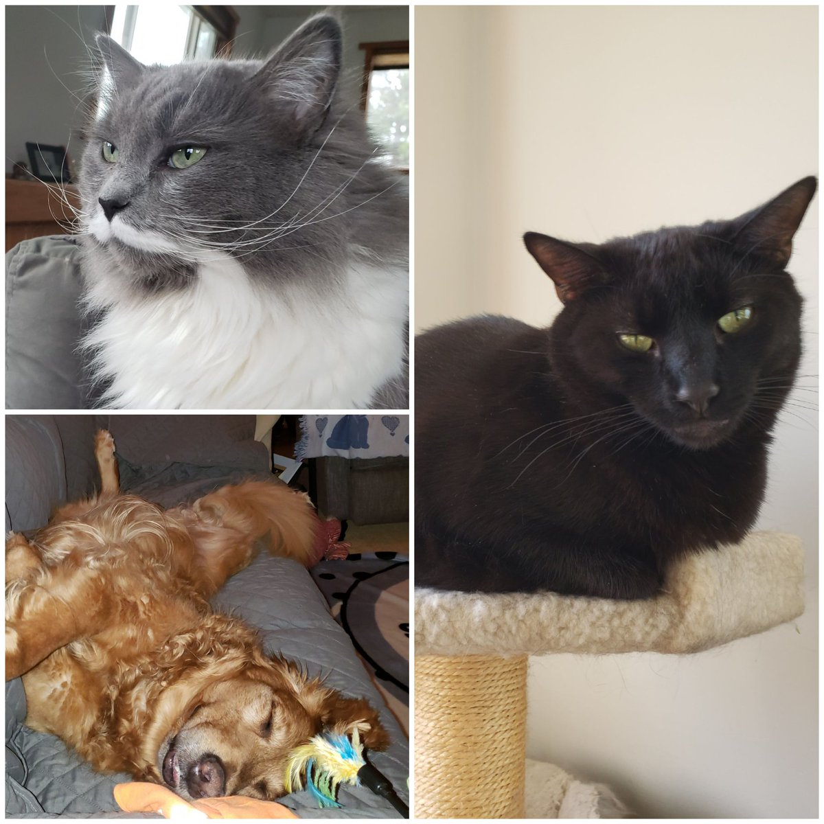 getheller1006's tweet photo. #NationalPetDay happy national pet day from #Misstache #BaileyJean #BertBert #adoptablackcat #adoptasenior #AdoptDontShop #rescue #rehome #spayneuter https://t.co/79v3BkurAb