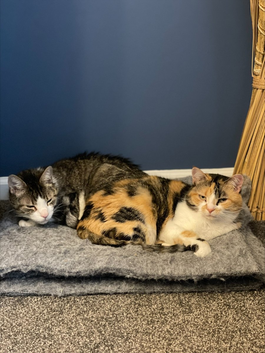 AmericanForests's tweet photo. Fred, Sam and Prim have their eyes on the future! They lead communications for @1t_org_US, a program of the World Economic Forum and American Forests dedicated to advancing the global goal of conserving, restoring and growing 1 trillion trees by 2030 https://t.co/e2ajDO5nko