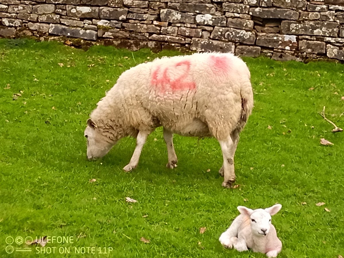beryleden36's tweet photo. Total lamb population explosion here in Cumbria this week.
#ifyouknowyouknow https://t.co/ULf176Modc