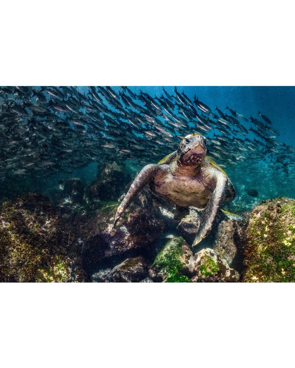 Turtle gracefully swimming🪸#SeaTurtles #CoralLife #SchoolOfFish